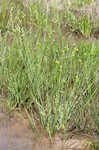 Pine barren sedge